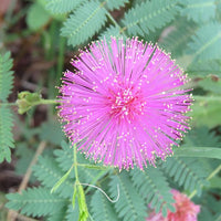 Mimosa Pudica Touch