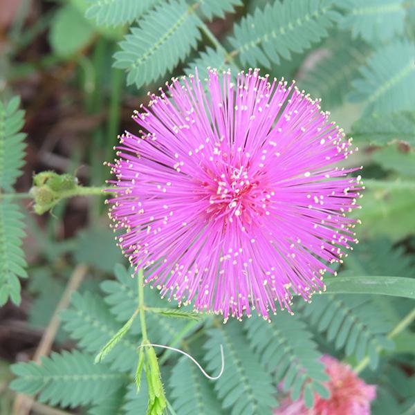 Mimosa Pudica Touch