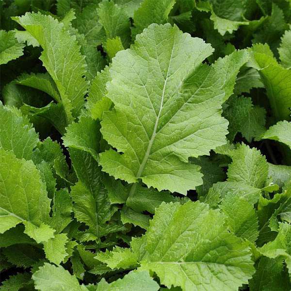 Mustard, Sarso Saag Leaves Vegetable Seeds