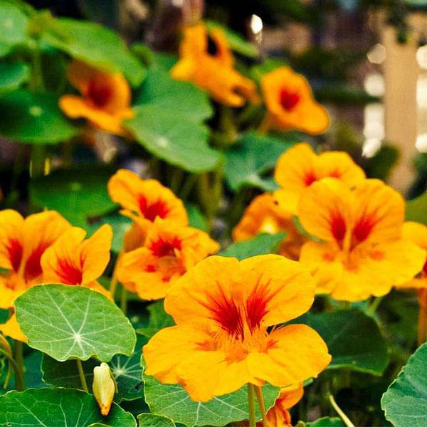 Nasturtium Golden Yellow Seeds