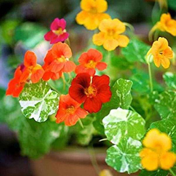 Nasturtium Variegated Flower Seeds