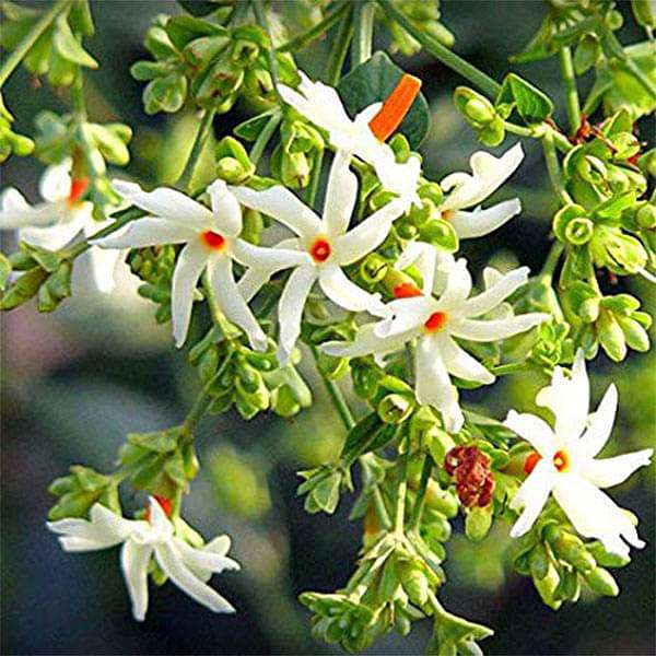 Night-Blooming Jasmine Nyctanthes arbor-tristis Seeds