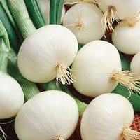 Onion White Globe Vegetable Seeds