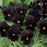 Black Blotch Flower Seeds