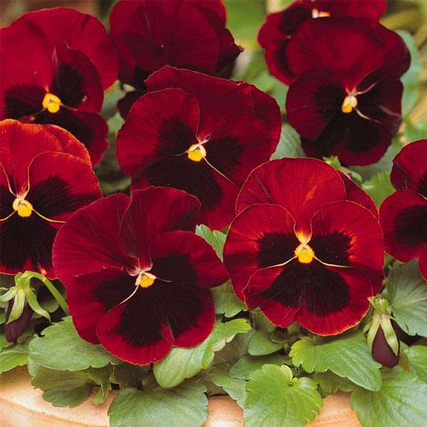 Pansy Red Blotch Flower Seeds