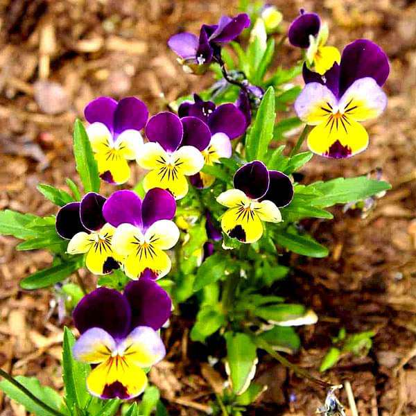 Pansy, Viola Johny Jump Up Seeds