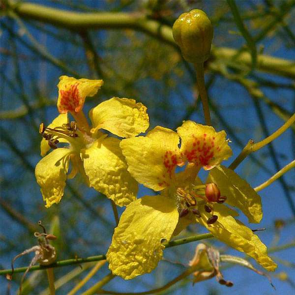 Parkinsonia Aculeata Palo Verde Tree Seeds