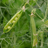 Peas Arkel Vegetable Seeds