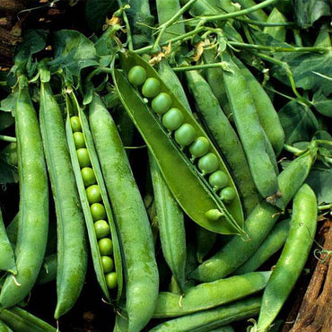 Peas Vegetable Seeds