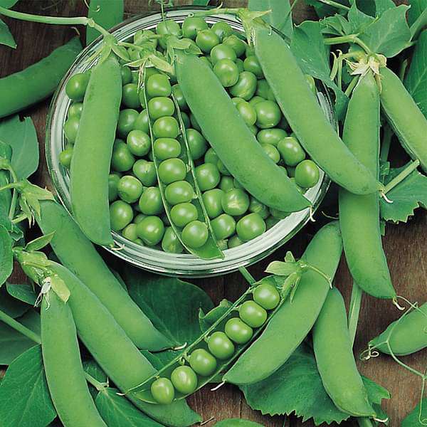 Peas Vegetable Seeds