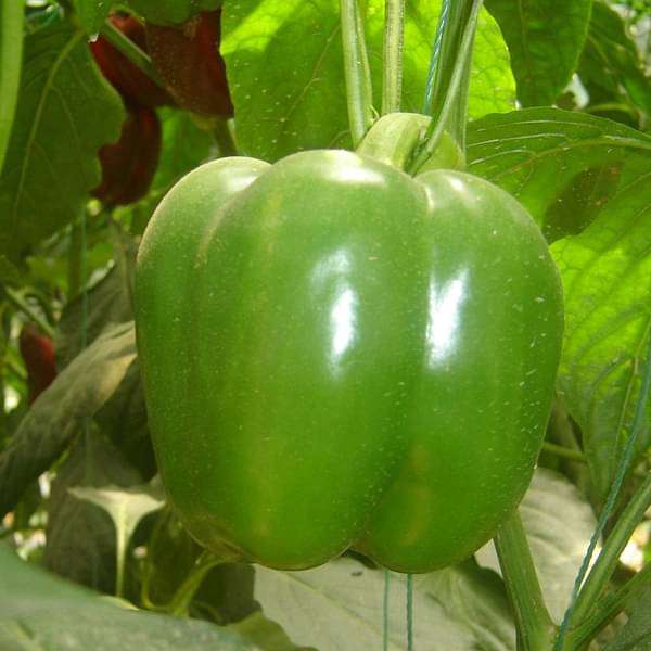 Pepper EM Bella Vegetable Seeds