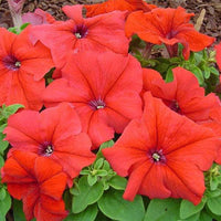 Petunia Grandiflora Red Flower Seeds