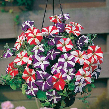 Petunia Ultra Star Flower Seeds