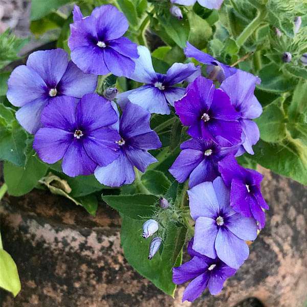 Phlox Beauty Blue Seeds