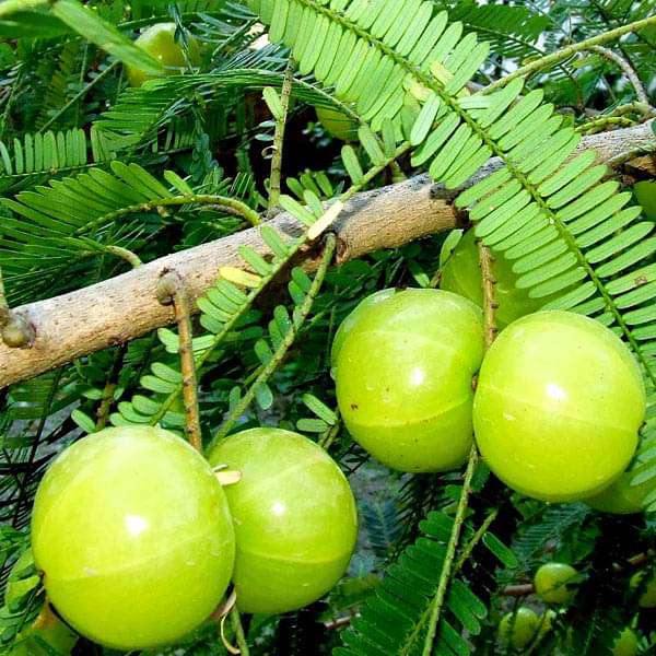 Phyllanthus Emblica, Amla - Seeds