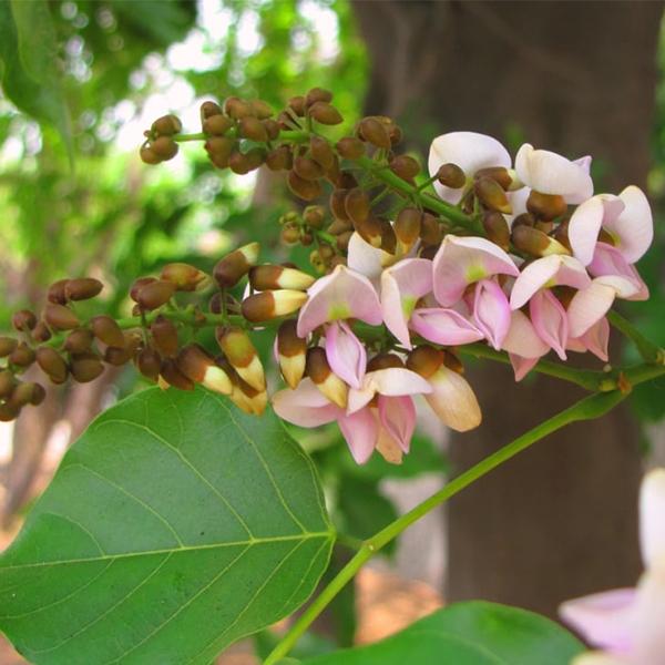 Pongamia Pinnata Seeds