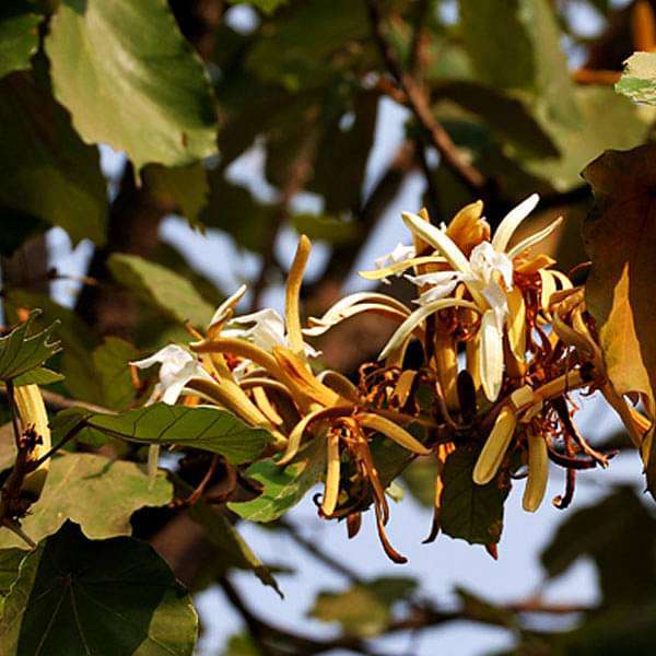 Pterospermum Acerifolium Seeds