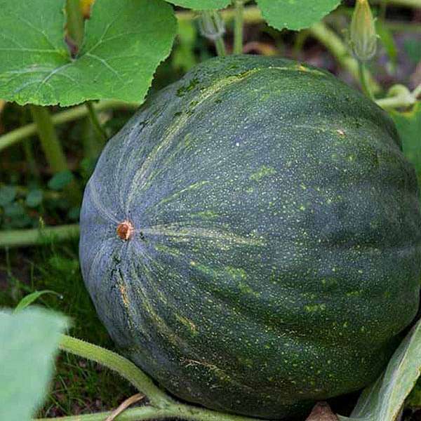 Pumpkin Vegetable Seeds