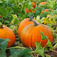 Pumpkin Hybrid Vegetable Seeds