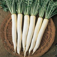 Radish Great Long White Vegetable Seeds