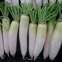 Radish Japani White Vegetable Seeds