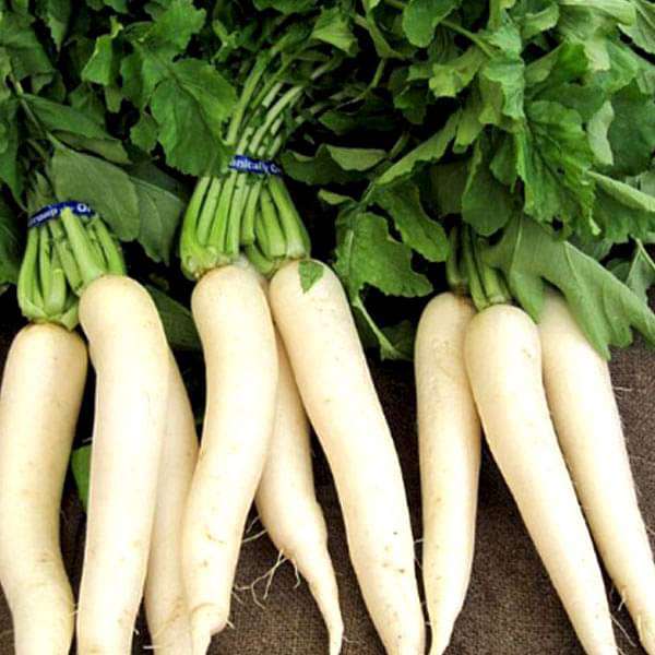 Radish Pusa Chetki Vegetable Seeds