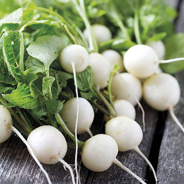 Radish White Round Organic Vegetable Seeds