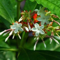 Medicinal Rauvolfia Serpentina Plant Seeds