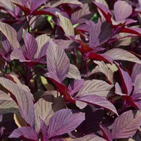 Red Amaranth, Red Cholai Vegetable Seeds