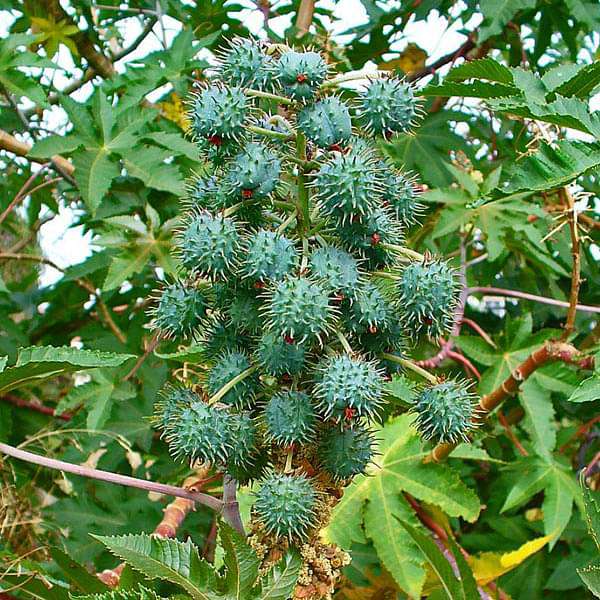 Ricinus Communis, Castor Oil Plant, Arandi - Seeds