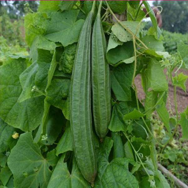 Ridge Gourd Hybrid Vegetable Seeds