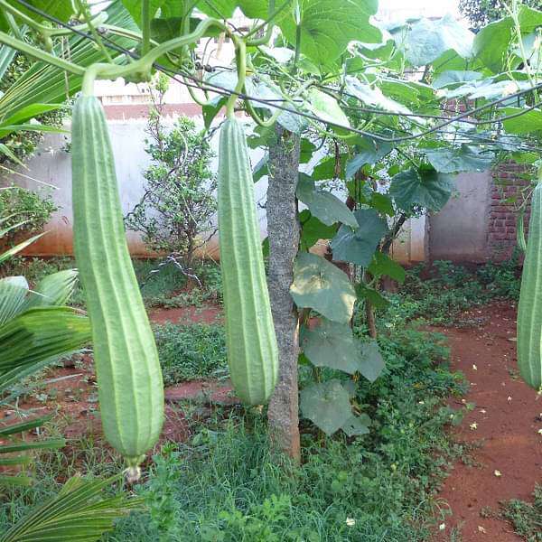 Ridge Gourd Jaipur Long Vegetable Seeds