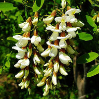 Robinia Pseudoacacia Black Locust Seeds