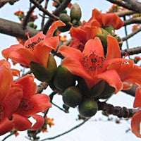 Salmalia Malabarica, Cotton Tree Seeds