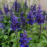 Salvia farinacea Blue Seeds