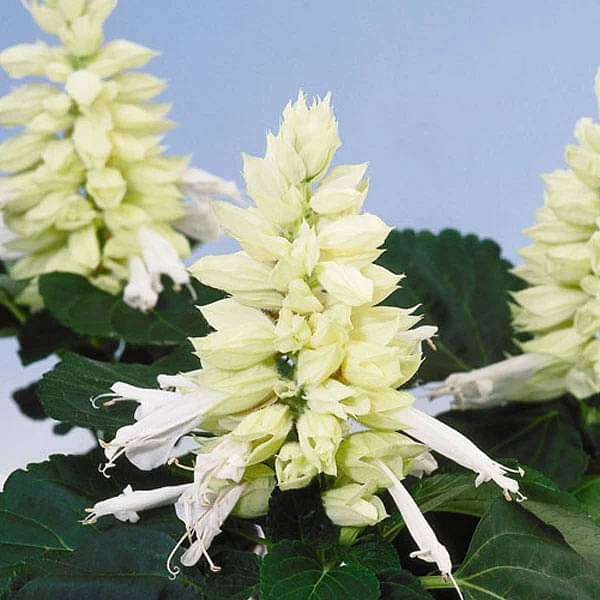 Salvia Salsa White Flower Seeds