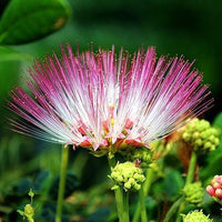 Samanea Saman Rain Tree Seeds