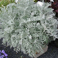 Silver Dust, Cineraria Maritima Seeds