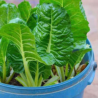 Spinach Pahari Vegetable Seeds