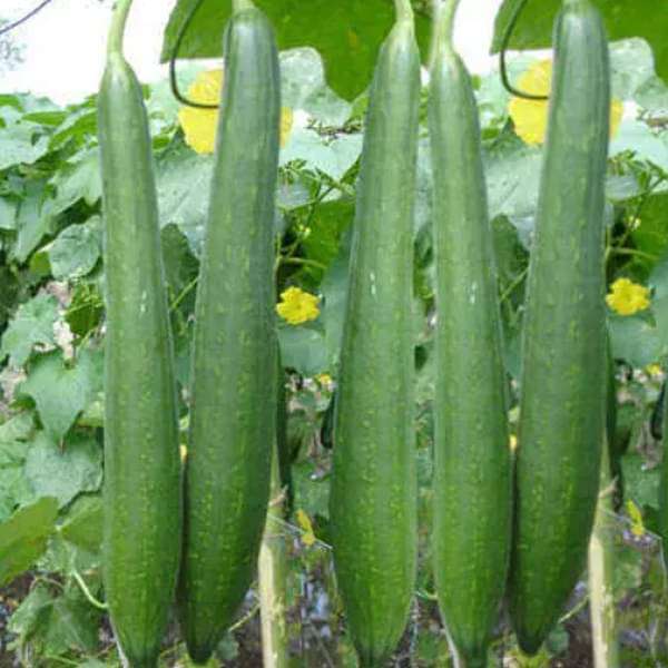 Sponge Gourd Chikni Turai Vegetable Seeds