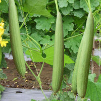 Sponge Gourd Jaipur Long Vegetable Seeds