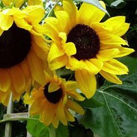 Sunflower Large Bloom Flower Seeds