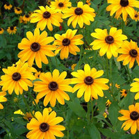 Sunflower Miniature Seeds