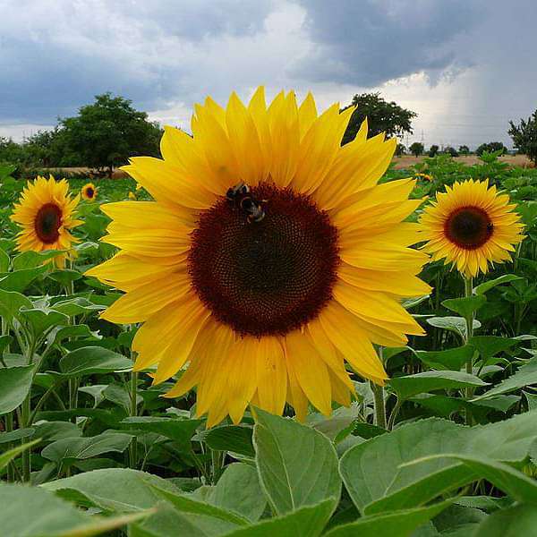 Sunflower Russian Giant Seeds