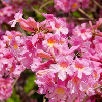 Tabebuia Rosea Seeds