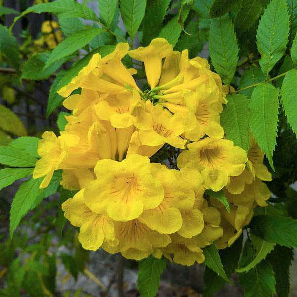 Tecoma Stans Yellow Trumpetbush Seeds