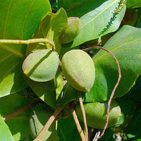 Terminalia Catappa, Bengal Almond - Seeds