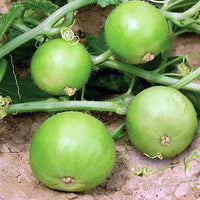 Tinda Vegetable Seeds