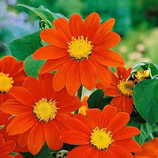 Tithonia Torch Red Flower Seeds