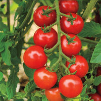 Tomato Hybrid Sachriya Vegetable Seeds